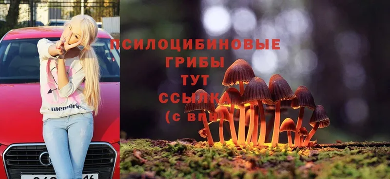 Галлюциногенные грибы Magic Shrooms Куса